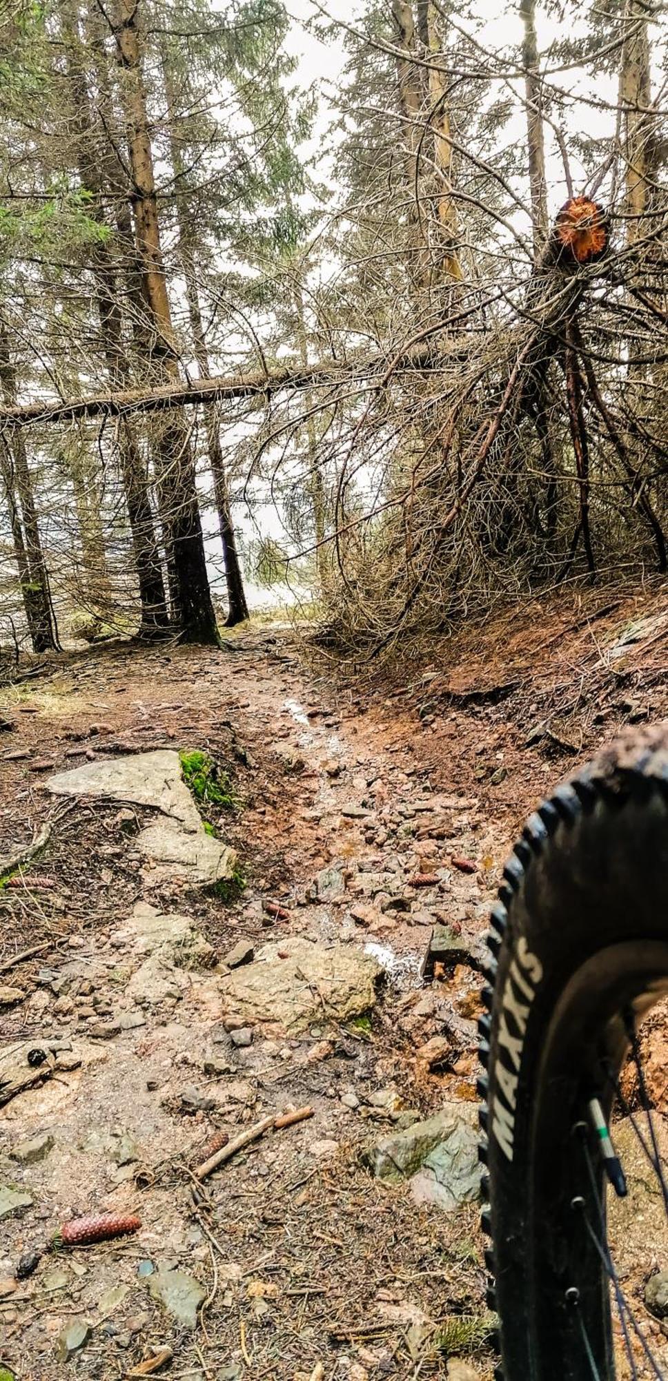 Harzbeat Daire Braunlage Dış mekan fotoğraf