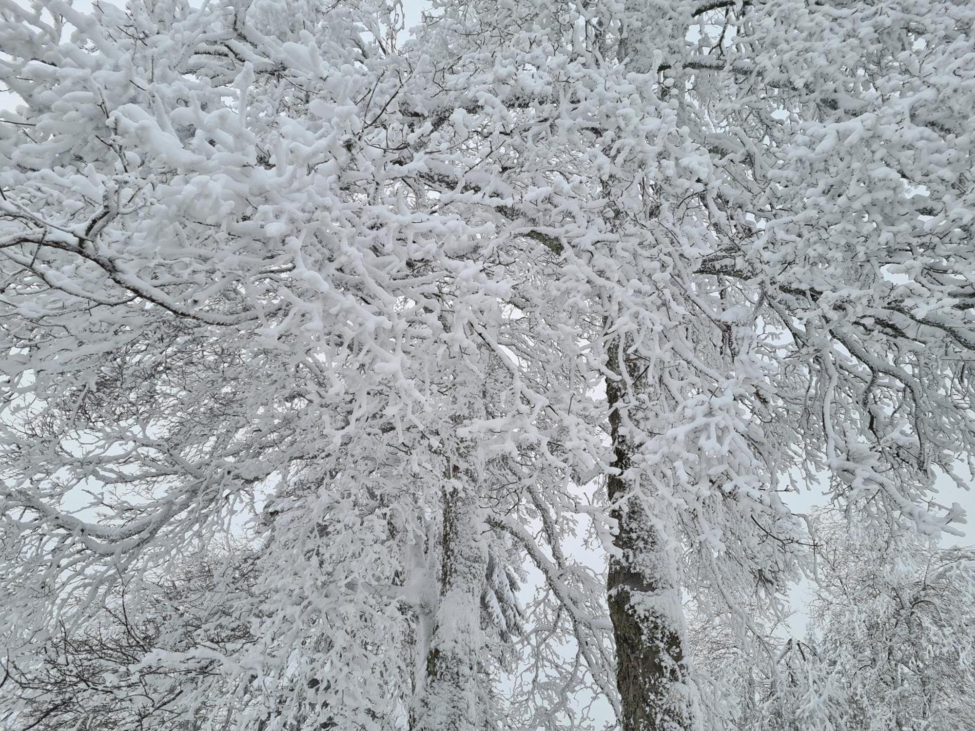 Harzbeat Daire Braunlage Dış mekan fotoğraf